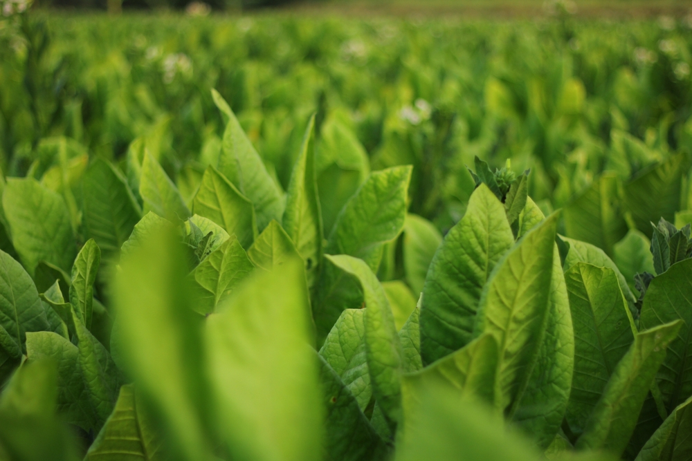 different types of tobacco leaves How to Choose the Right Tobacco Leaves for Your Needs?