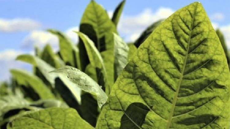 The Role of Quality Control in Tobacco Manufacturing